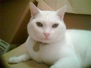 Bianco Cat